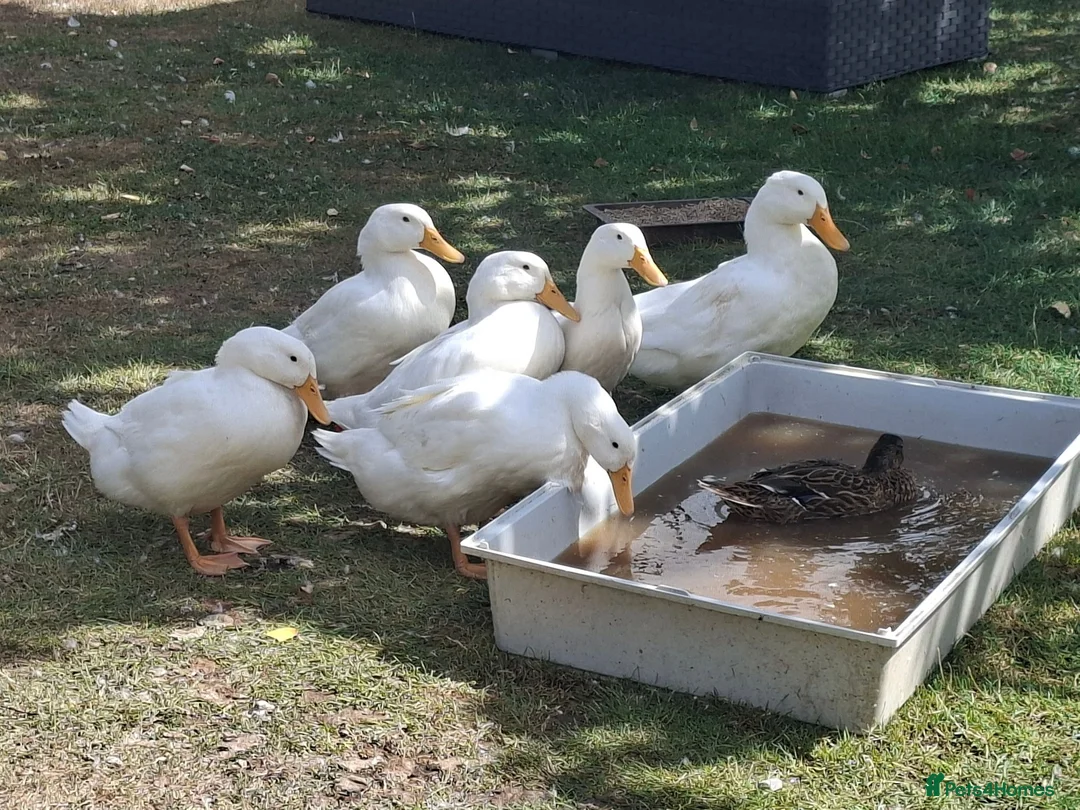 Ducks poultry for sale: Aylesbury ducks - Advert 1