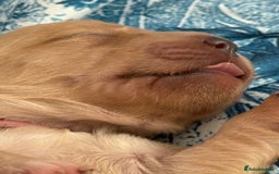 Golden Retriever dogs for sale: Beautiful Golden Retriever boys  - Image 15