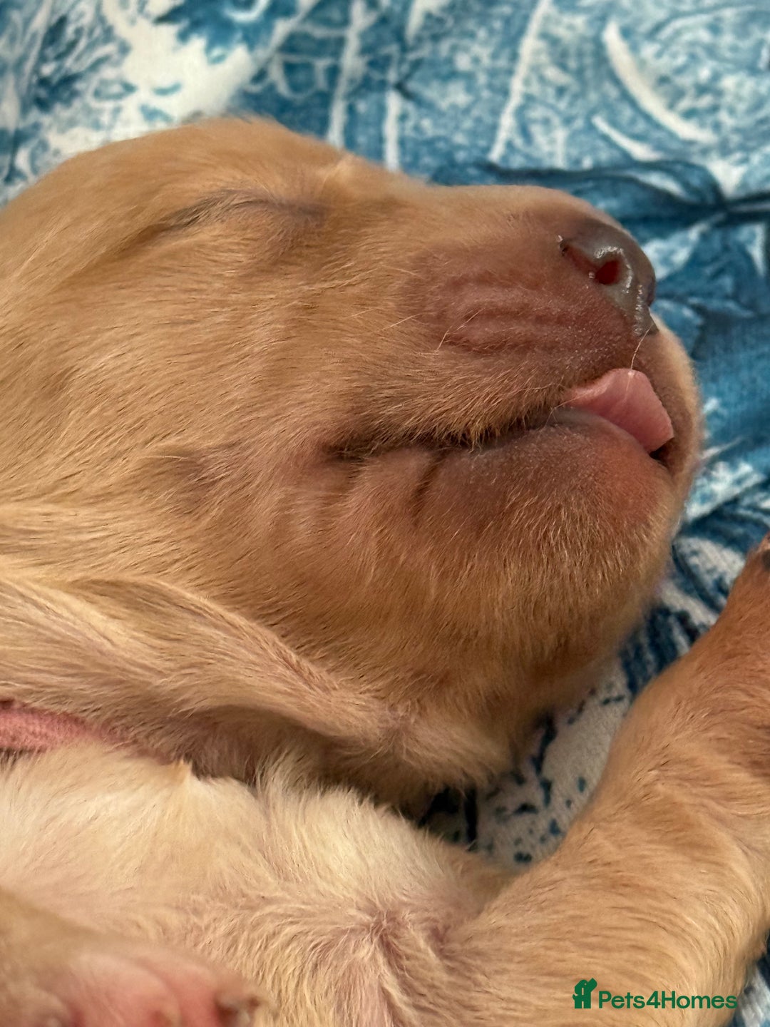 Golden Retriever dogs for sale: Beautiful Golden Retriever boys  - Image 15