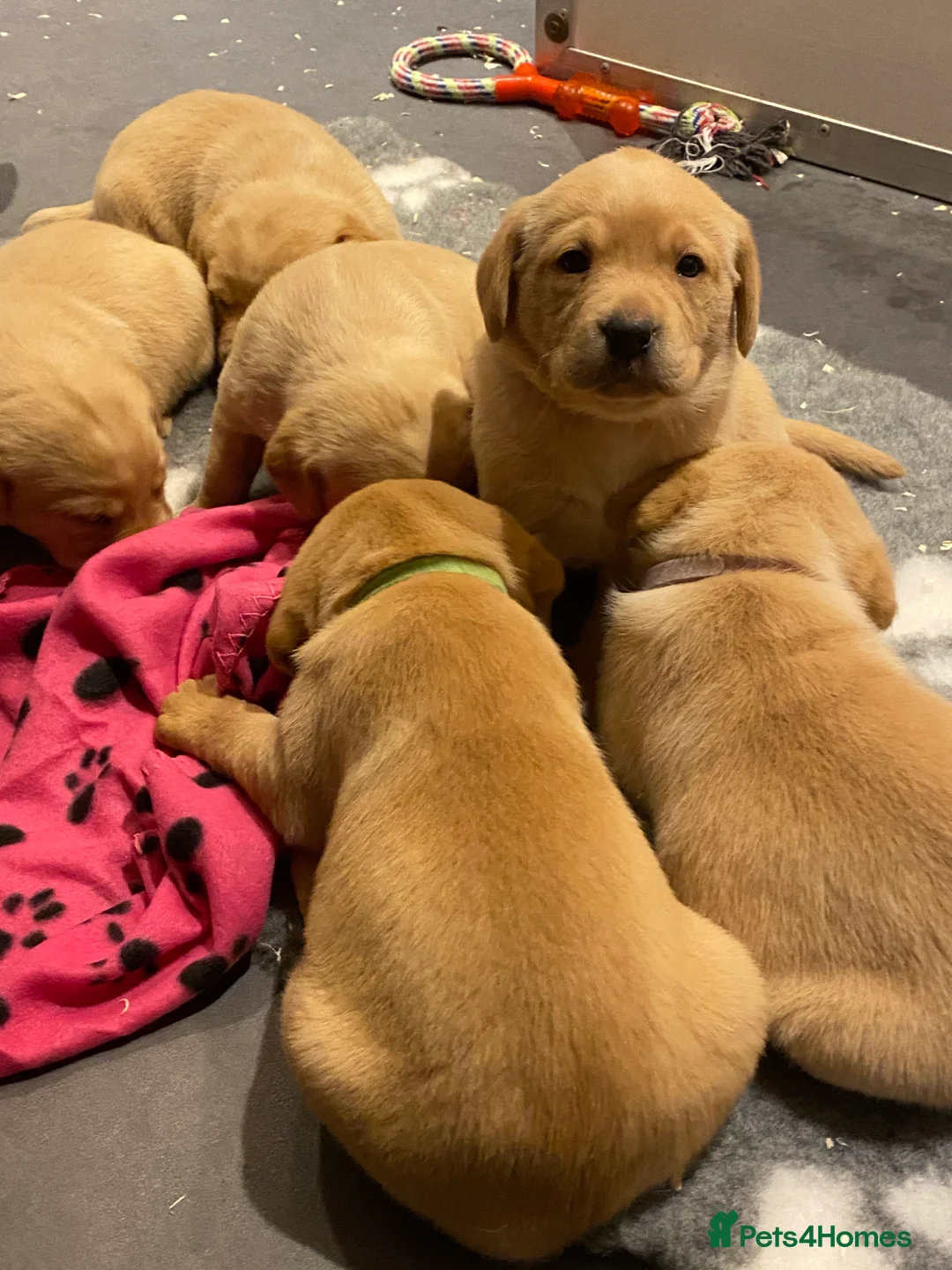 Labrador Retriever dogs for sale: Yellow/Fox Red Labrador puppies - Advert 6