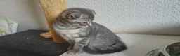 Scottish Fold cats for sale: Ready to rehome schottish fold kittens - Advert 4
