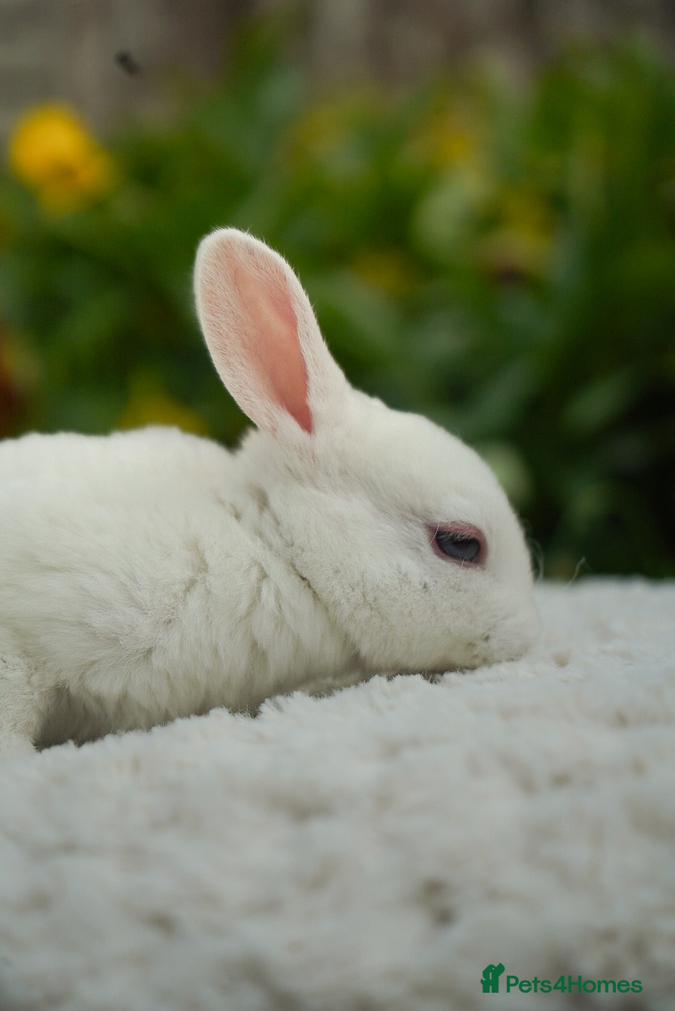 Rex rabbits for sale: Vienna Mini Rex in Ellesmere - Advert 3