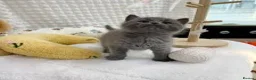 British Shorthair cats for sale: British Shorthair Kittens - Advert 3