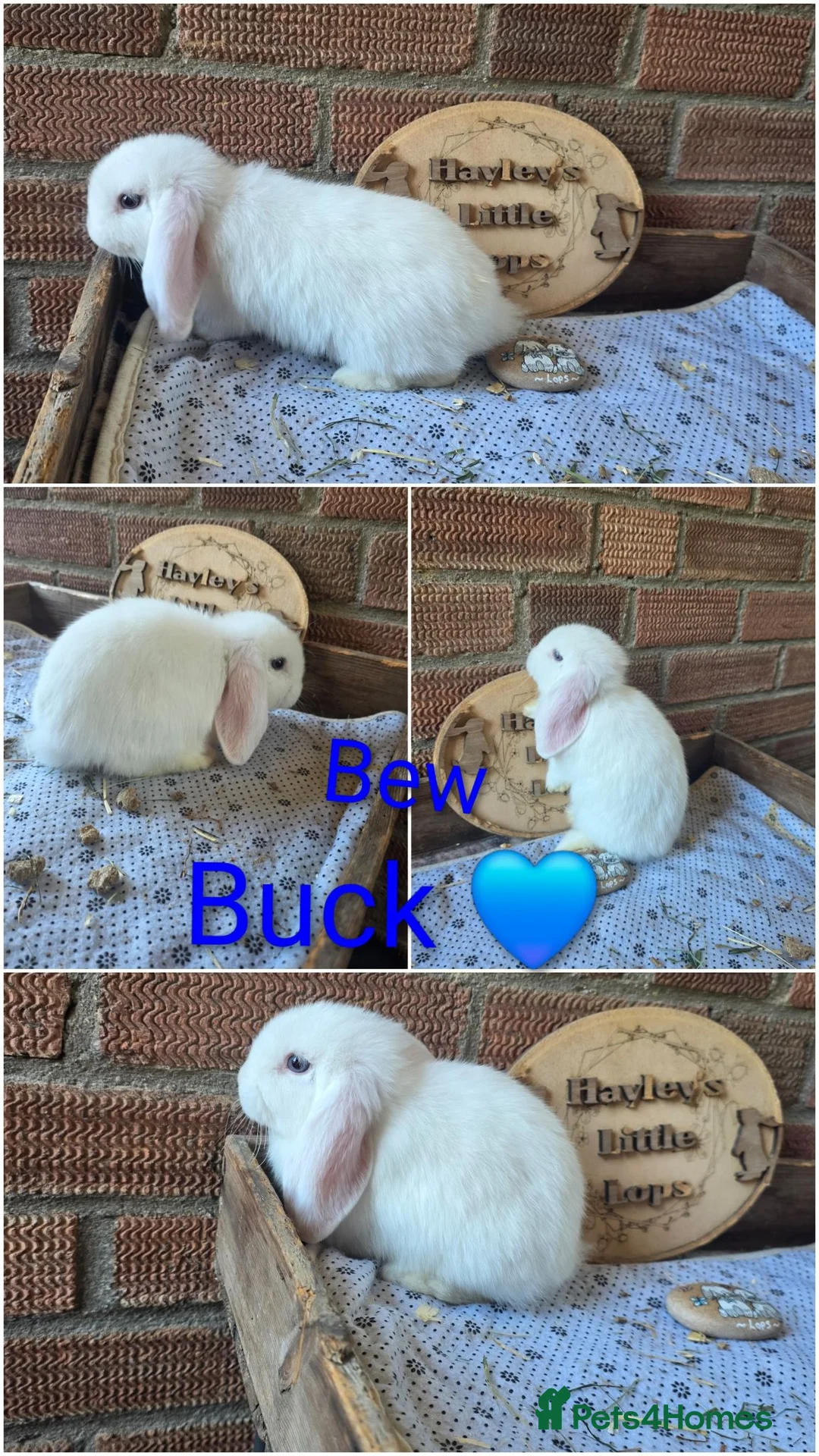 Mini Lop rabbits for sale: READY NOW Gorgeous pure breed mini lops  - Advert 4