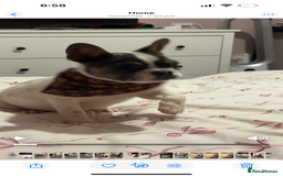French Bulldog dogs for sale: Frenchie female  - Image 2