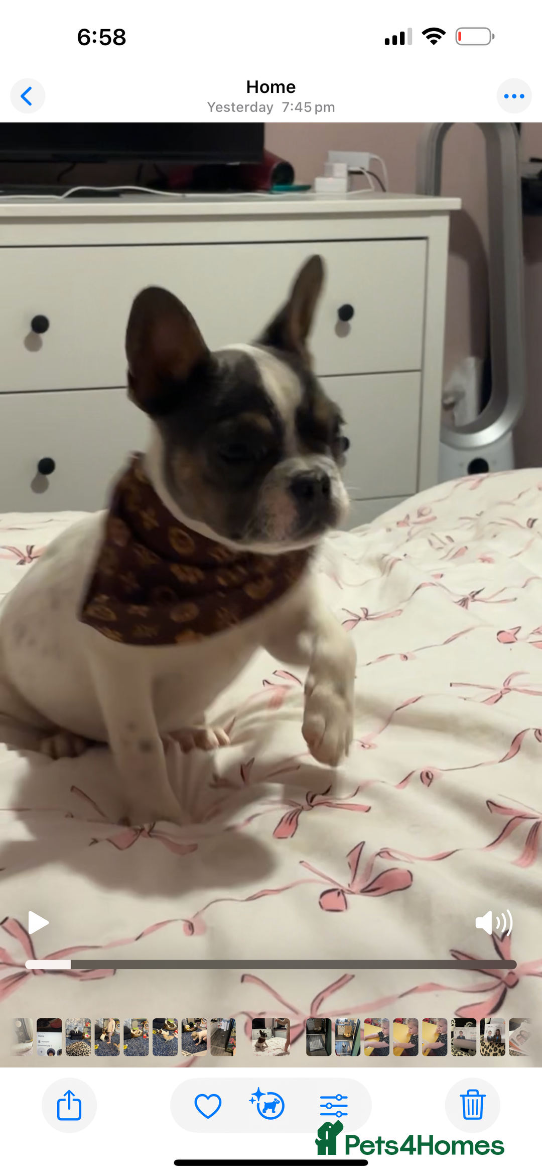French Bulldog dogs for sale: Frenchie female  - Image 2