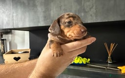 Miniature Dachshund dogs for sale: Miniature Dachshund puppies KC Reg Health tested - Image 12