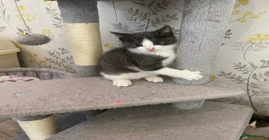 British Shorthair cats - Advert 10