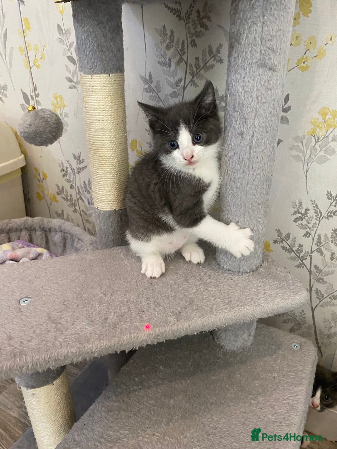 British Shorthair cats for sale: British short hair x tabby kittens  - Image 9