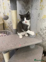 British Shorthair cats - Advert 10