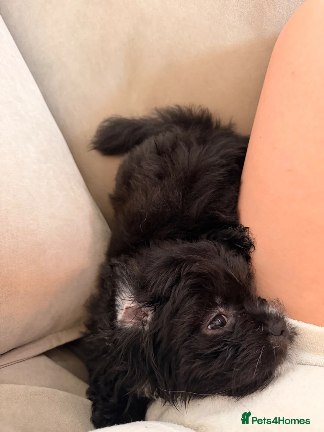 Mixed Breed dogs for sale: Gorgeous female Shih Tzu x Pomeranian  - Advert 2