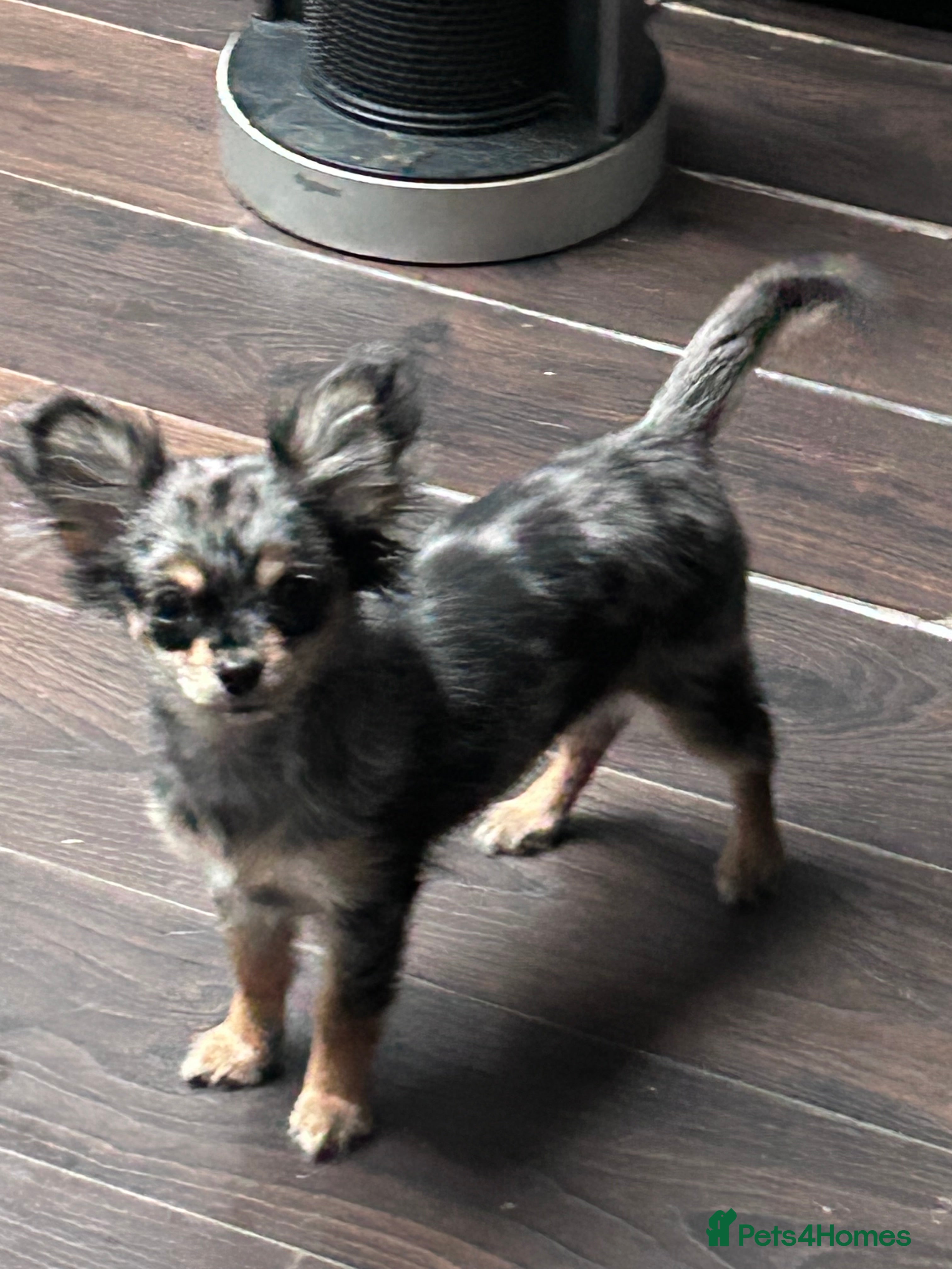 Chihuahua dogs Beautiful petite long haired Merle chi - Advert 16