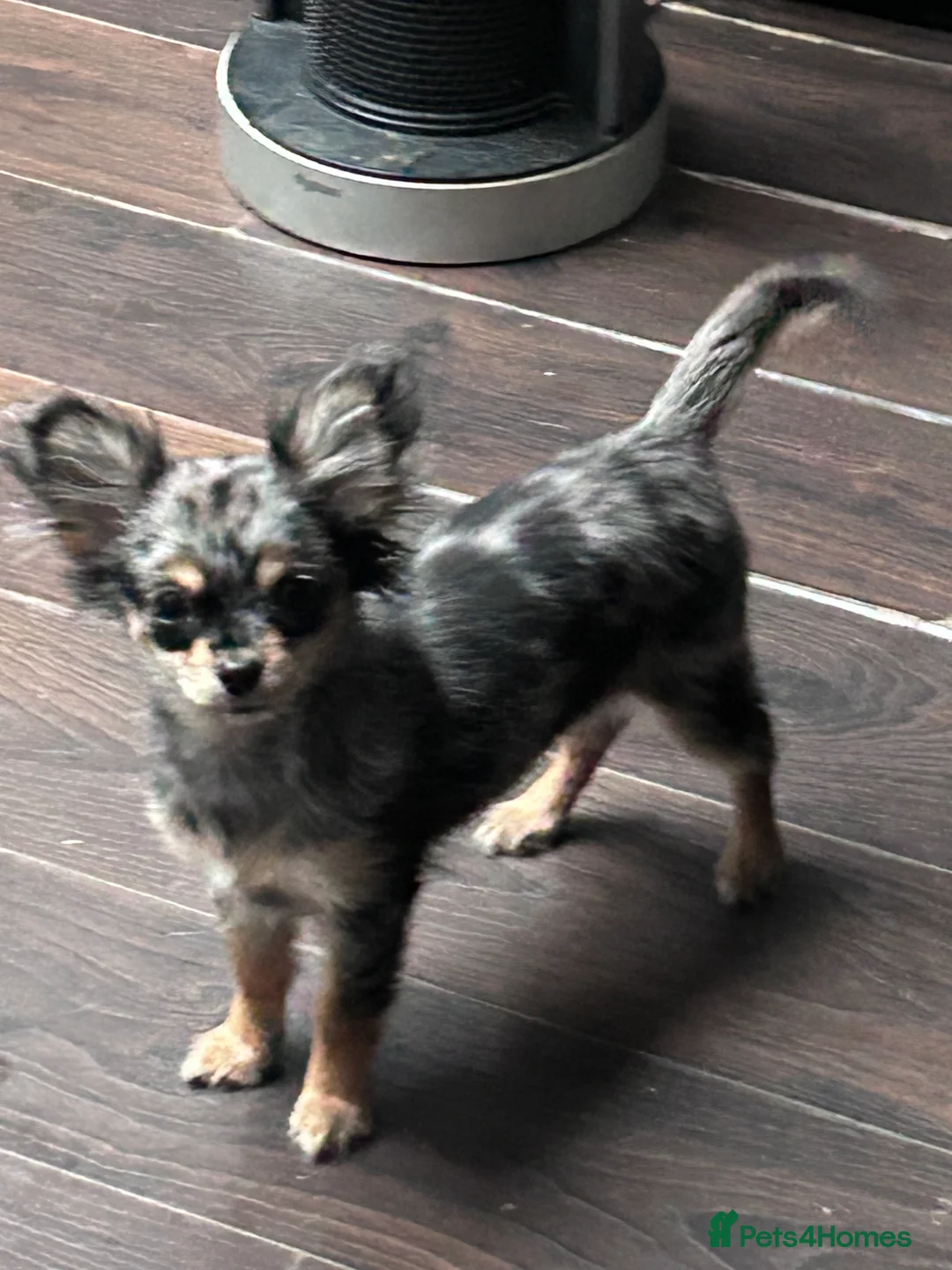 Chihuahua dogs for sale: Beautiful petite long haired Merle chi - Advert 1