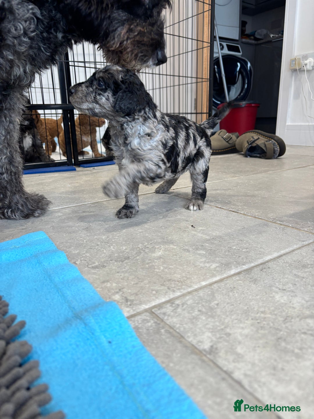 Mixed Breed dogs for sale: ✨ 2 Labradoodle x Australian Labradoodle Puppies  - Image 2