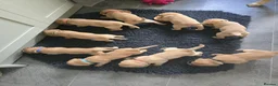 Labrador Retriever dogs for sale: Fox Red Lab Puppies (2/9) Exceptional Temperament - Advert 22