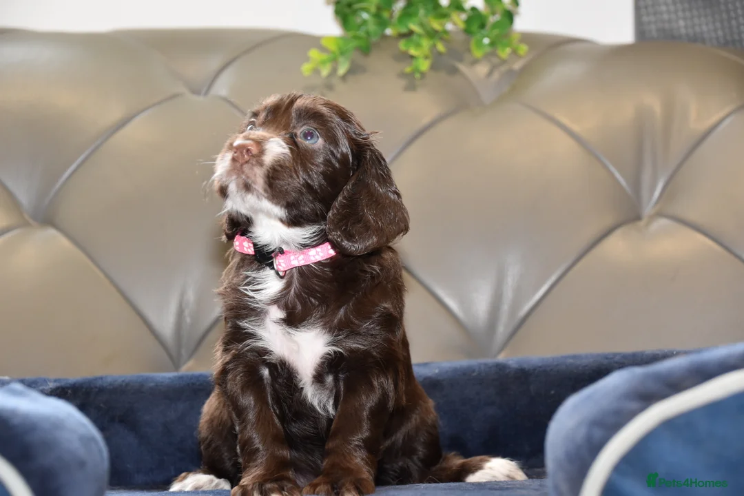 Cocker Spaniel dogs for sale: Kc Reg  Cocker Spaniel Puppies Health Tested - Advert 32