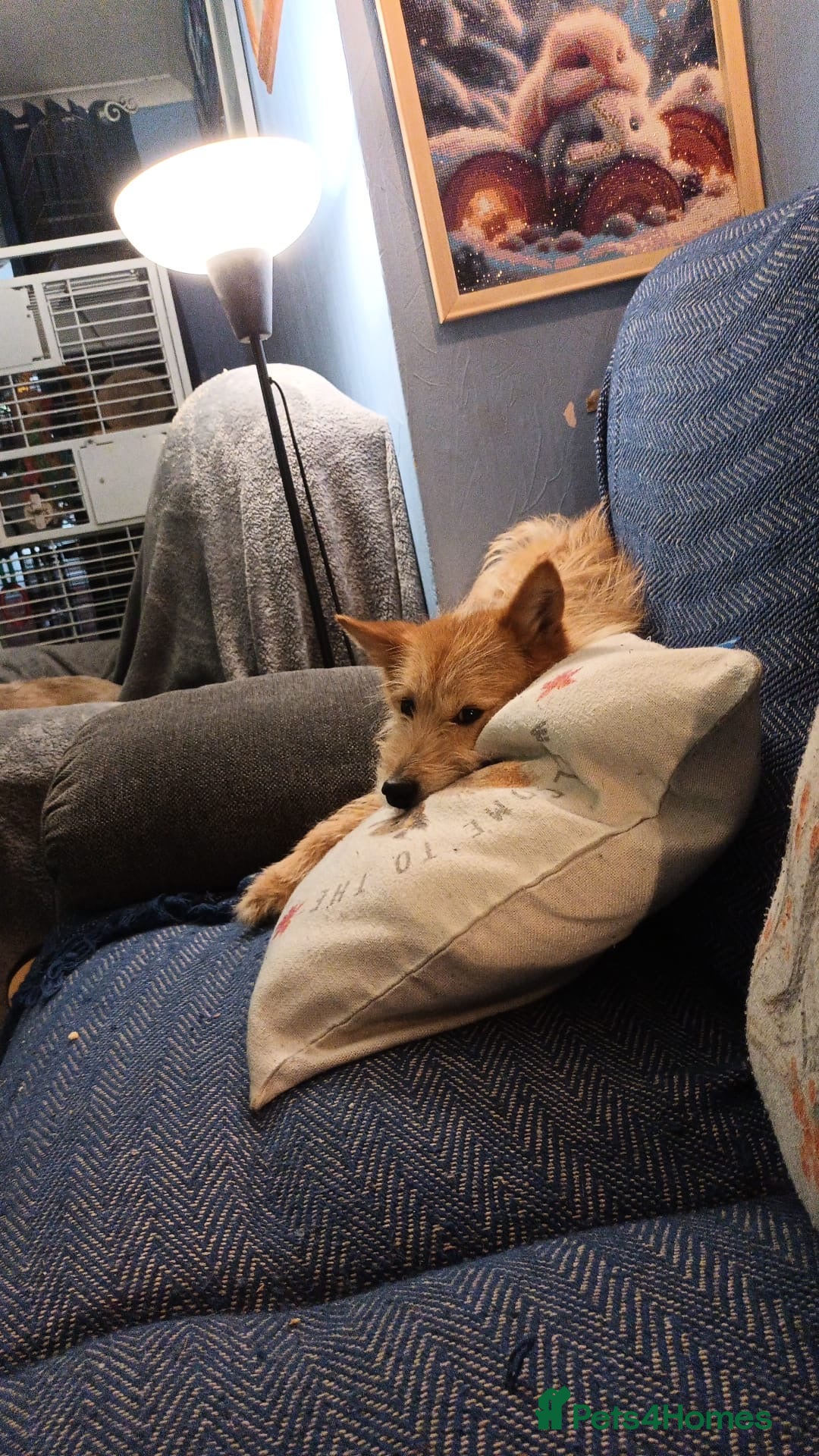 Cairn Terrier dogs for adoption: juju 3 wire terrie mix meat  trade survivor  - Image 2