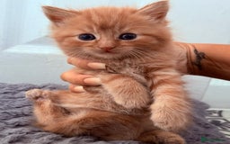 Mixed Breed cats for sale: Long Fur kittens for sale  - Image 12