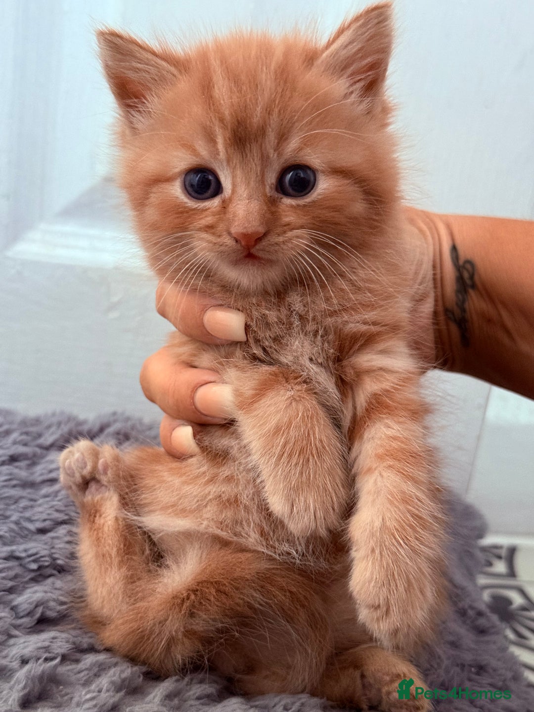 Mixed Breed cats for sale: Long Fur kittens for sale  - Image 12