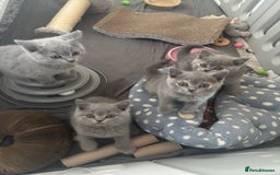British Shorthair cats for sale: 🩵 1 blue/cream tortie BSH left to reserve 🩵 - Image 33