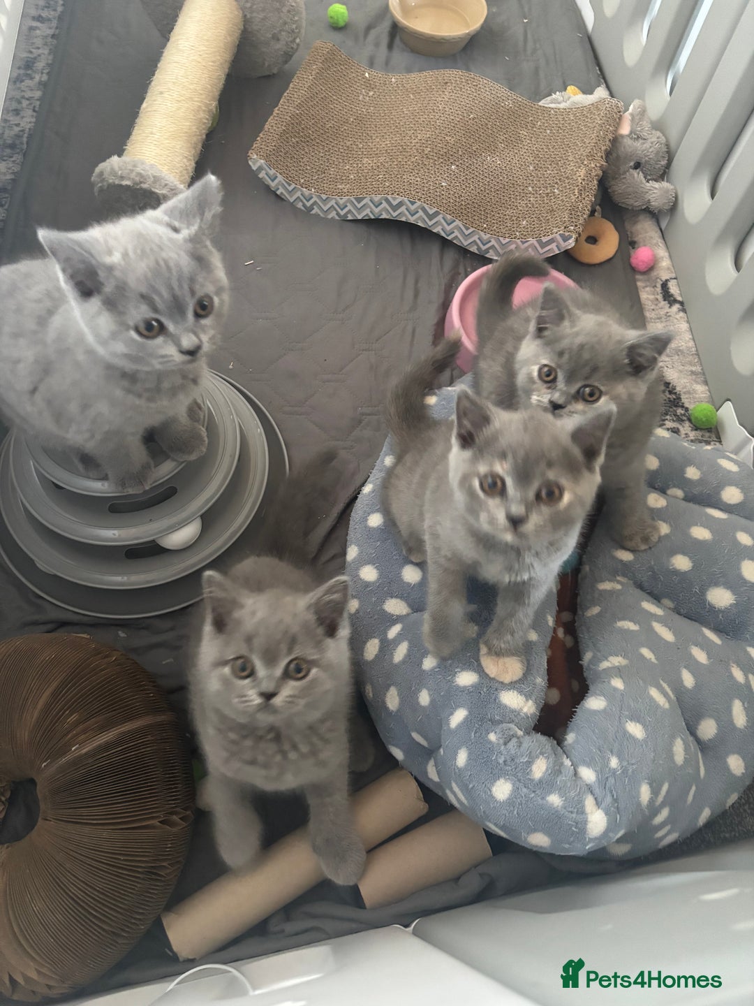 British Shorthair cats for sale: 🩵 1 blue/cream tortie BSH left to reserve 🩵 - Image 33