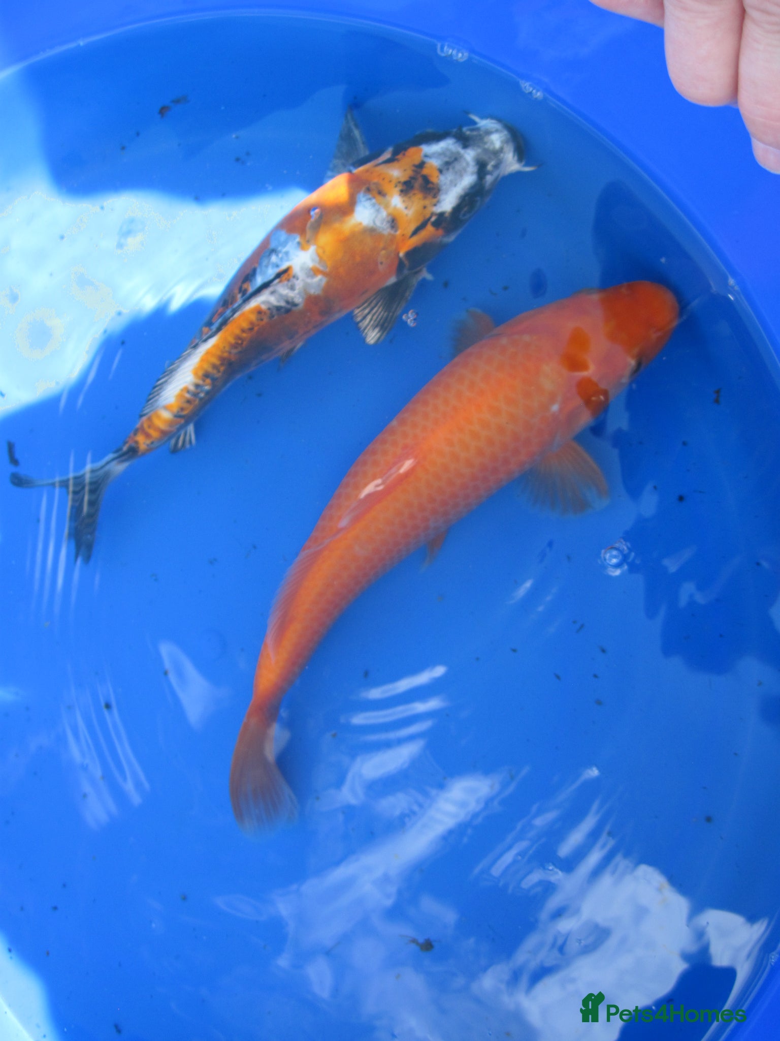 Koi Carp fish Koi Carp Free - Advert 21