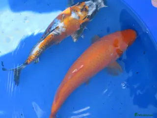 Koi Carp fish Koi Carp Free - Advert 21