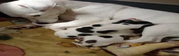 Jack Russell dogs for sale: Jack Russell, 2 girls and 1 boy out of 5  in Milton Keynes - Advert 5