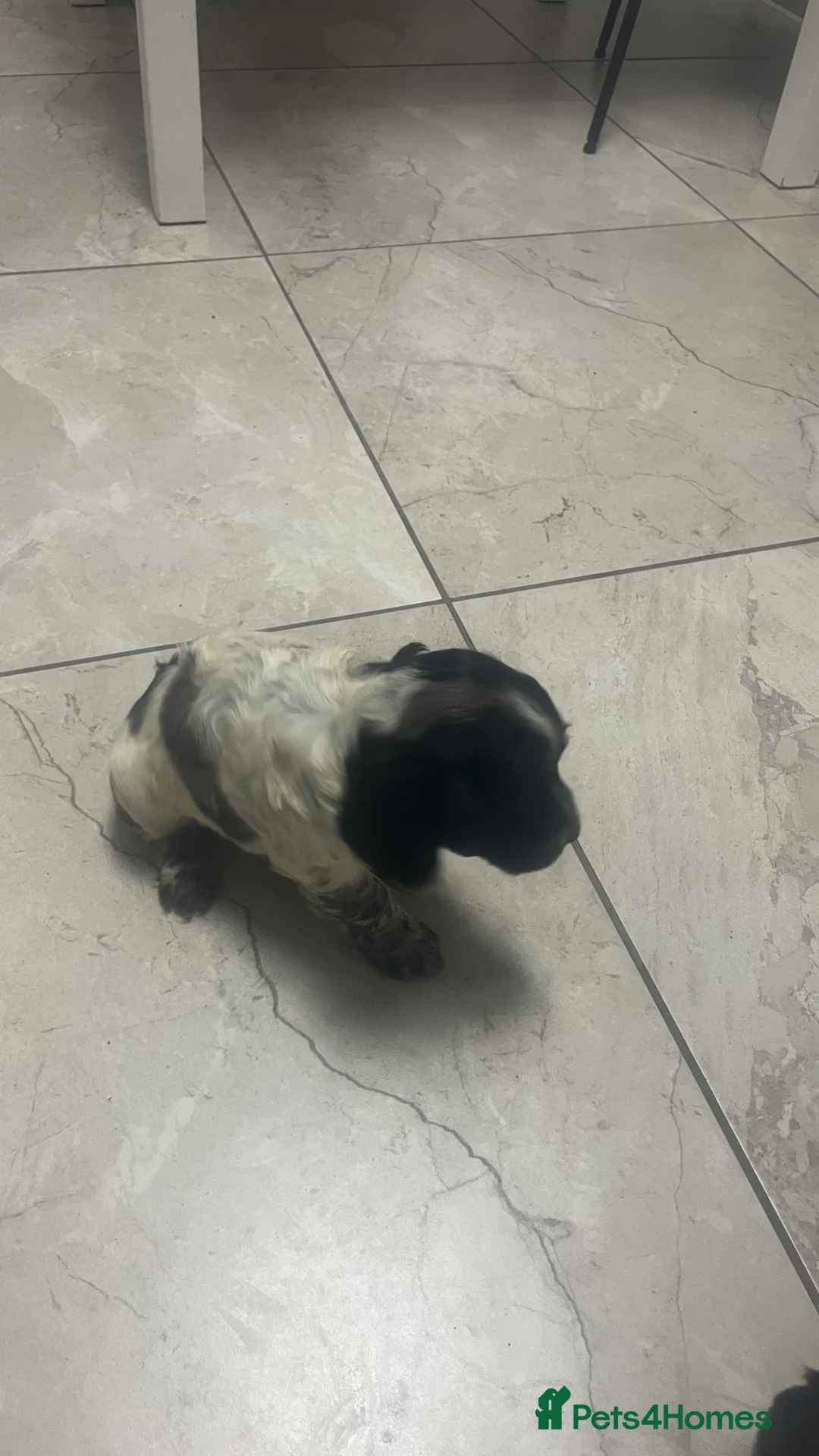 Sprocker dogs for sale: 5 sprocker spaniels  - Advert 3