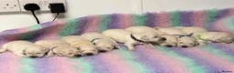 Golden Retriever dogs for sale: White show lines retriever puppies  - Advert 10