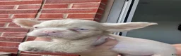 French Bulldog dogs for sale: BLUE AND PINK FLOODLES/FULL FLUFFY  FRENCH PUPPIES - Advert 34