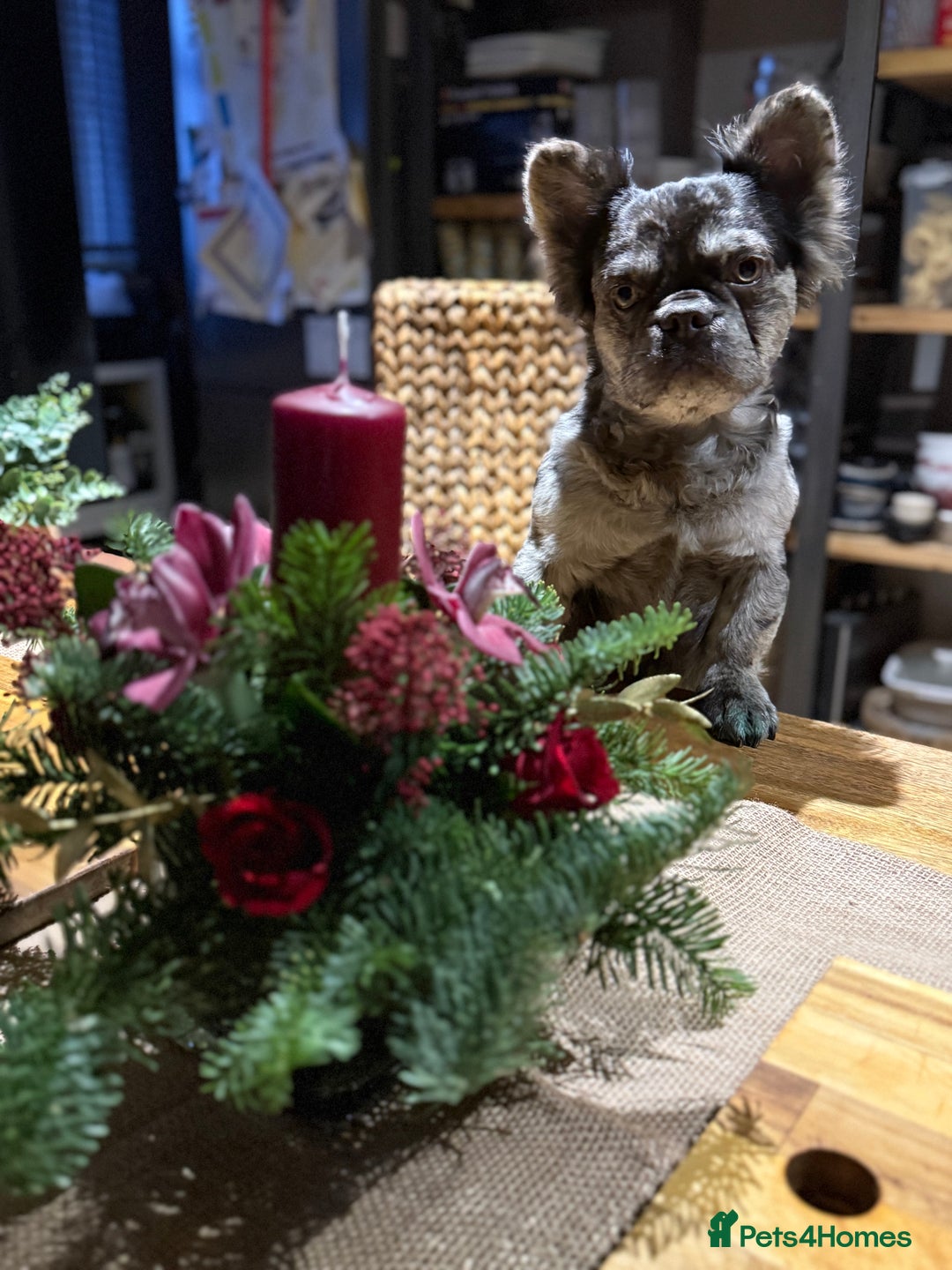 French Bulldog dogs for sale: Beautiful Long Haired Merle Male - Image 5