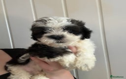 Shihpoo dogs for sale: Last boy Shihpoo. Ready to leave now. REDUCED - Image 3