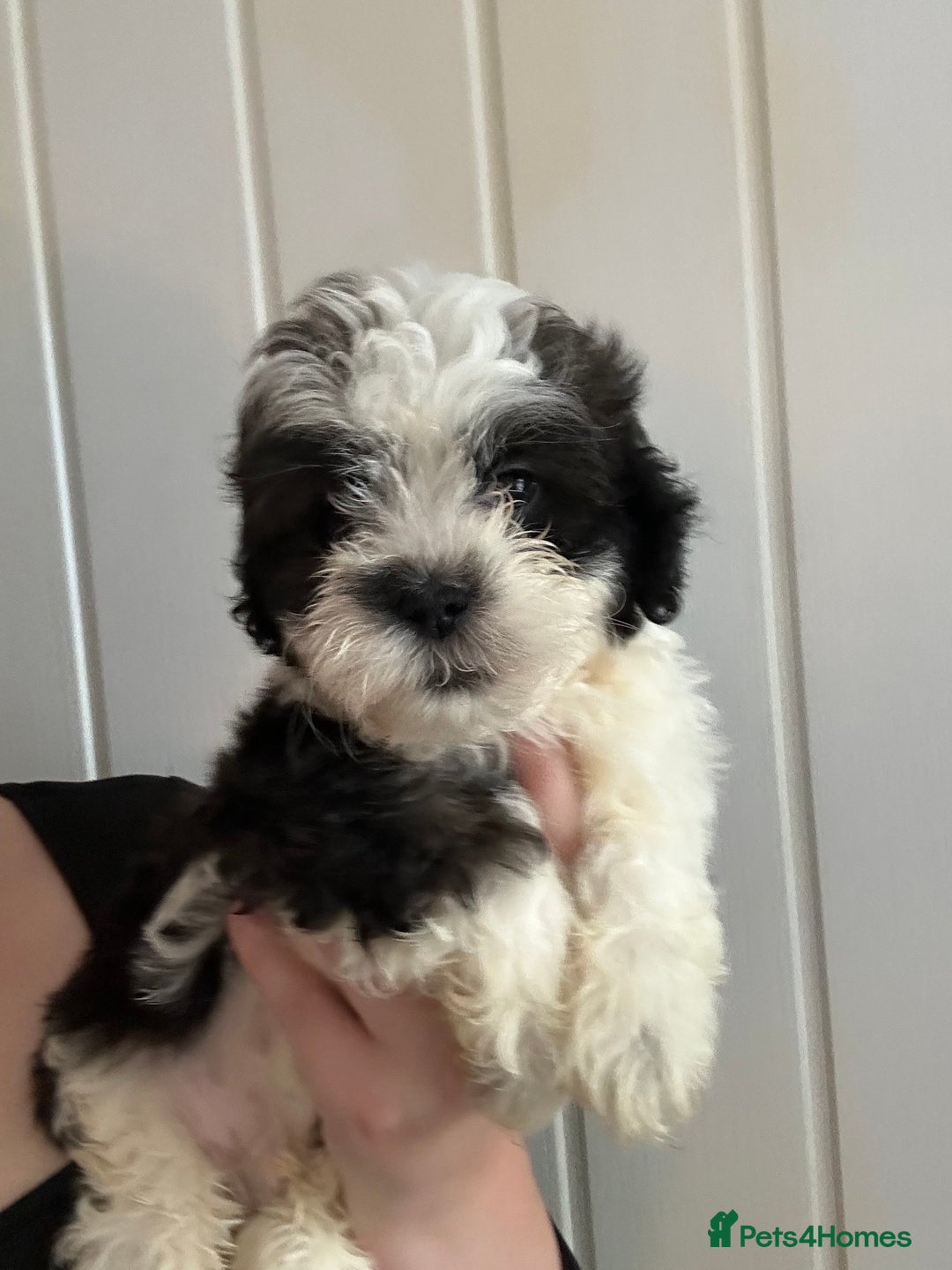 Shihpoo dogs for sale: Last boy Shihpoo. Ready to leave now. REDUCED - Image 3