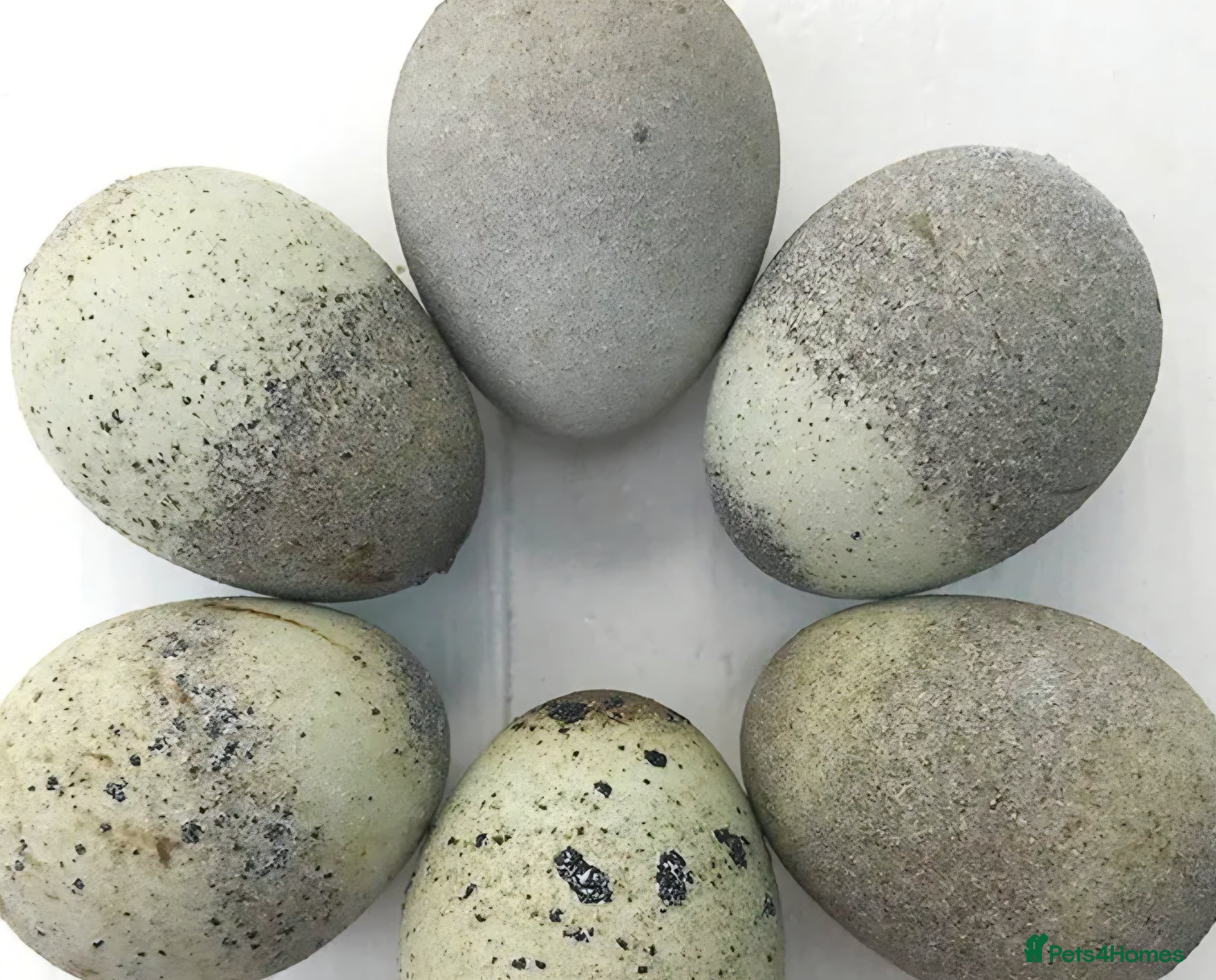 Quail poultry for sale: Japanese quil eggs  in Melksham - Advert 1