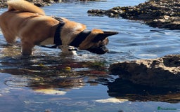 Akita dogs for stud: Akita Stud – Strong, Loyal & Family Raised - Image 10