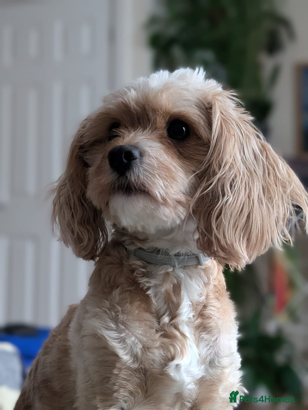 Cavapoo dogs for sale: F2 Cavapoo, Dog breeding license - Advert 27