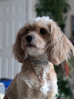Cavapoo dogs F2 Cavapoo, Dog breeding license - Advert 2
