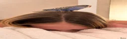 Budgerigars birds for sale: Blue & Coco – Beautiful Budgie Boys in London - Advert 15