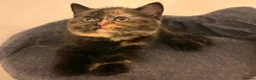 British Shorthair cats for sale: 2 BSH GIRLS - gccf reg - £700 for both together   - Advert 15