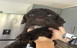 Cockapoo dogs for sale: Gorgeous cockapoo puppies  - Advert 5