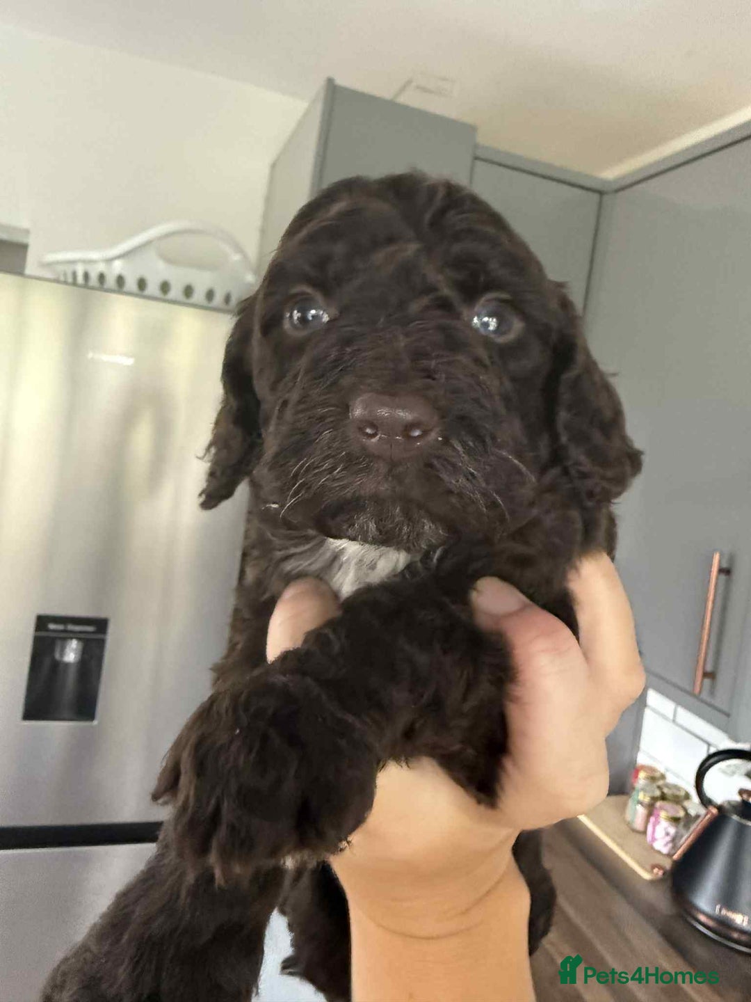 Cockapoo dogs for sale: Gorgeous cockapoo puppies  - Advert 5