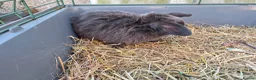 Mini Lop rabbits for sale: 3 female mini lop ear bunnies - Advert 4