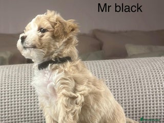 Maltipoo dogs F1b Maltipoo Mum. KC Maltese dad - Advert 5