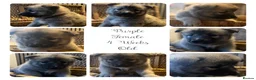 Siberian Husky dogs for sale: Husky Puppies in Warrington - Advert 2