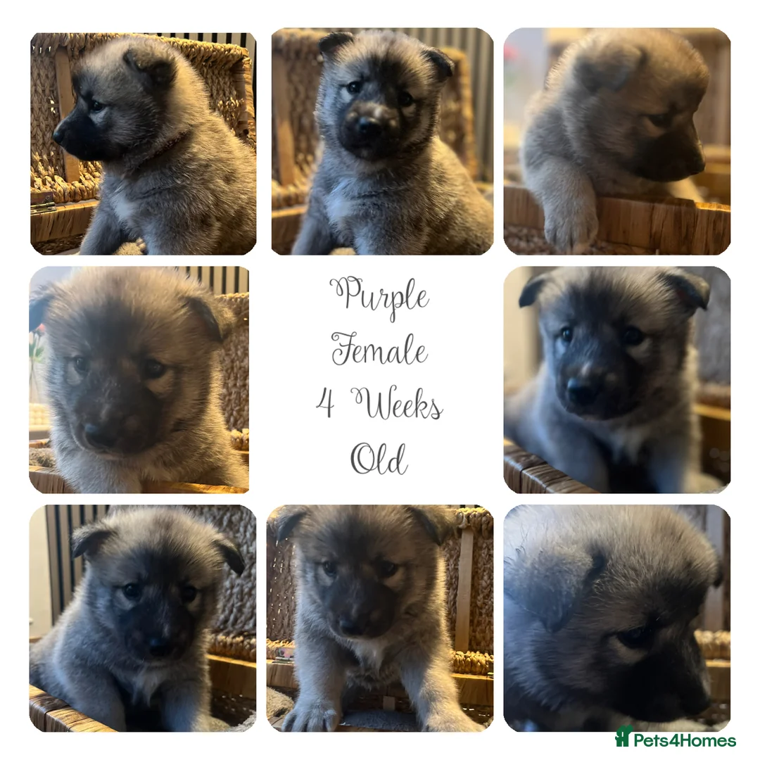 Siberian Husky dogs for sale: Husky Puppies in Warrington - Advert 2