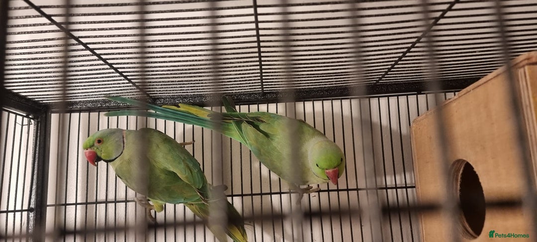 Ringnecks birds for sale: Stunning Indian Ringnecks - Image 14