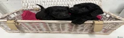 Cockapoo dogs for sale: Stunning Cockapoo Puppies - Only 2 Puppies Left  - Advert 3