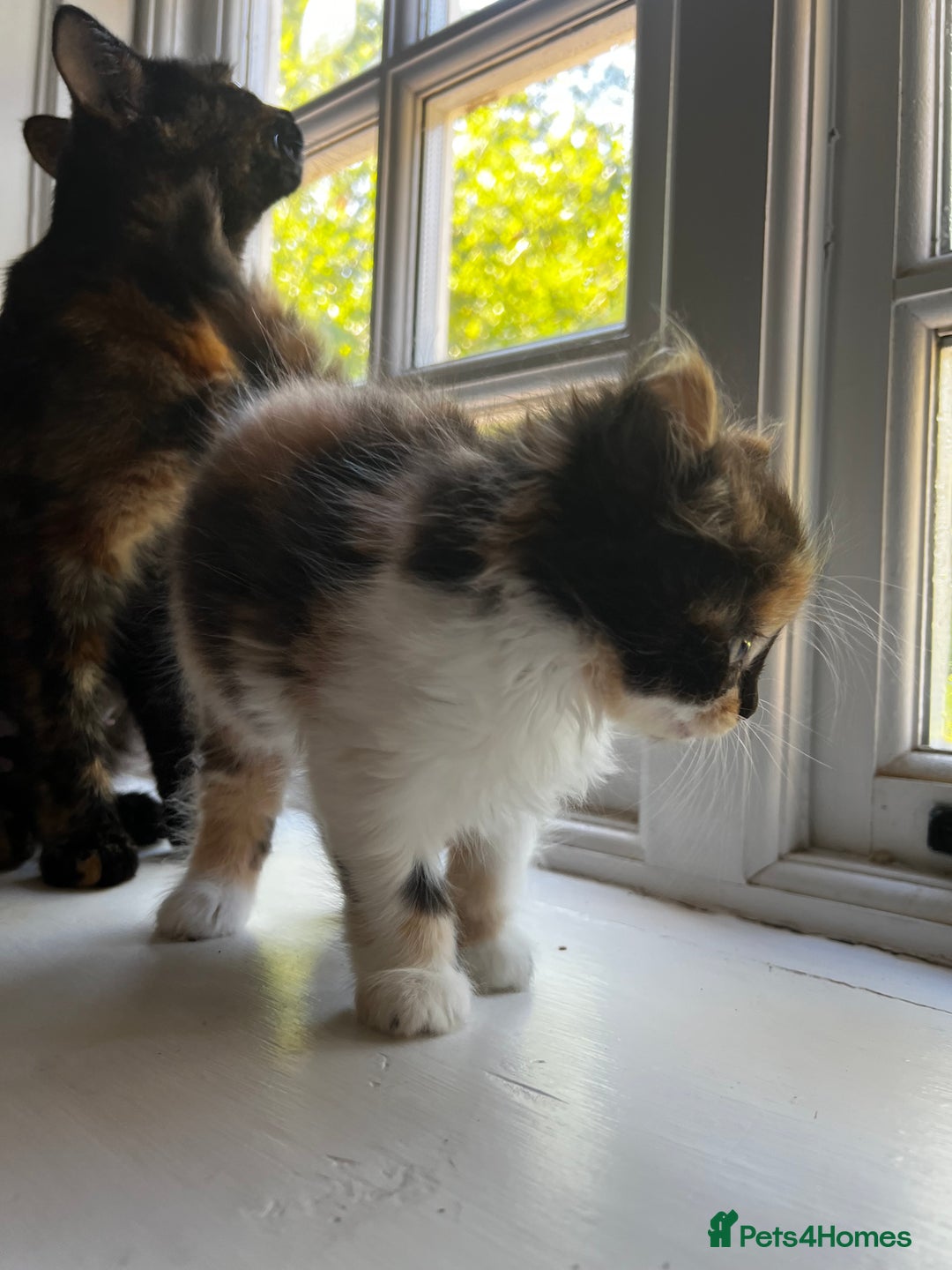 Mixed Breed cats for sale: Fluffy Mixed Breed Kittens For Sale  - Image 6