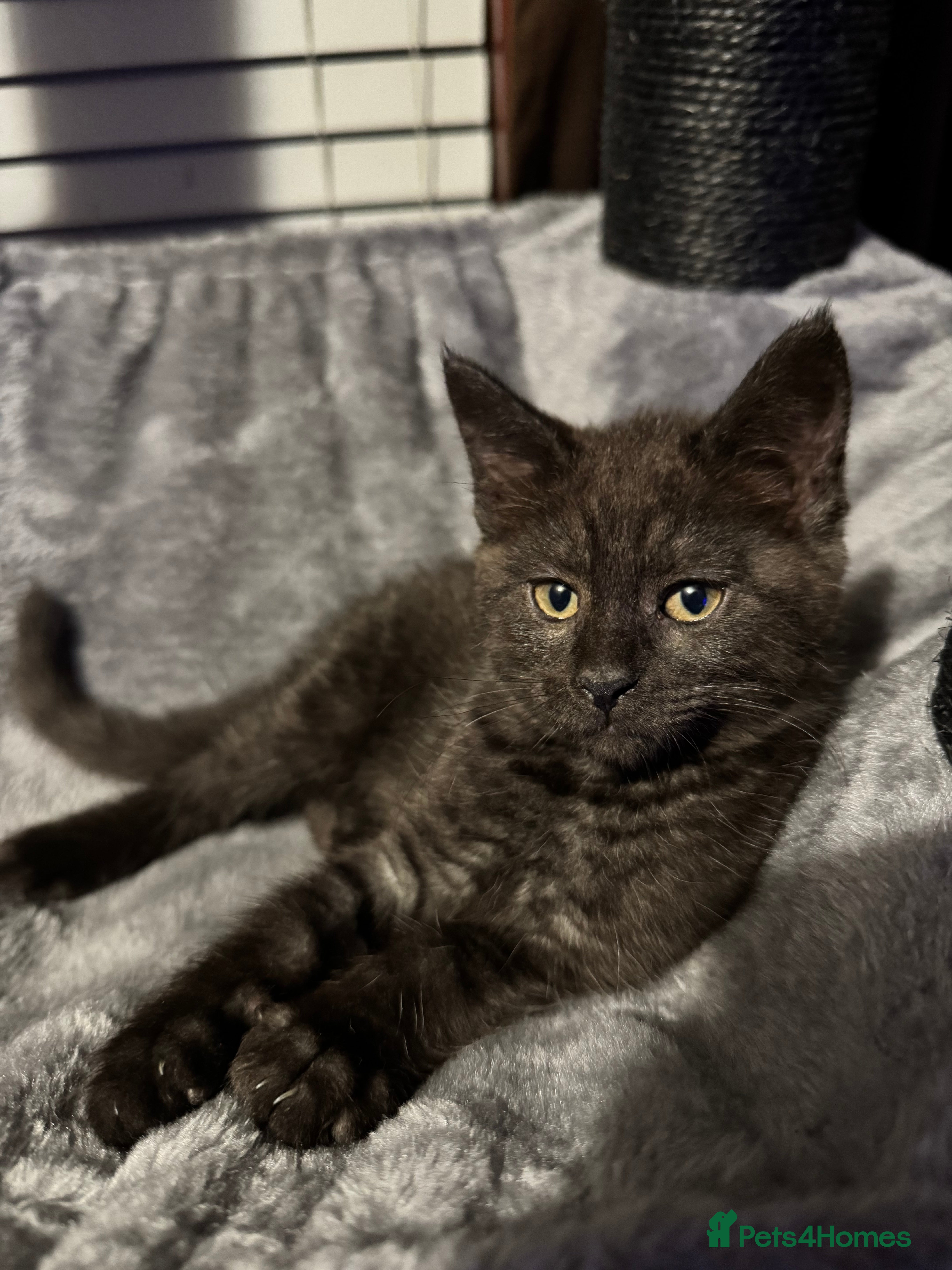 Mixed Breed cats British short hair cross maine coon  - Advert 3